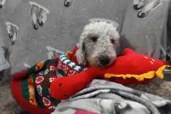 IMG-20231225-WA0009
